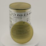 أجار هيكتوين المعوي