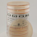 أجار كروموجيني لعزل المكورات العنقودية المقاومة للميثيسيلين (MRSA)