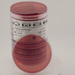 أجار ماكونكي مع سوربيتول