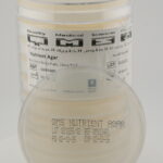 Nutrient Agar