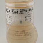 Sabouraud Dextrose Agar