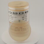 Sabouraud Dextrose Agar