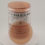 Salmonella Shigella Agar