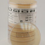 Trypticasein Soy Agar (TSA)