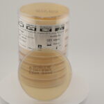 Trypticasein Soy Agar (TSA)