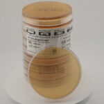 UTI Chromogenic Agar