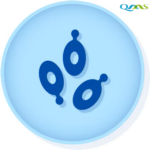 Candida albicans derived from ATCC® 10231™