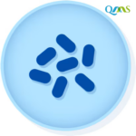Acinetobacter baumannii derived from ATCC® BAA-747™