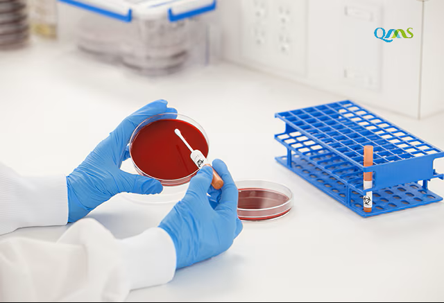 Enterococcus faecalis