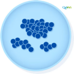 Enterococcus faecalis
