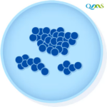 Staphylococcus aureus
