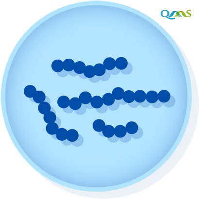Neisseria gonorrhoeae derived from ATCC® 19424™