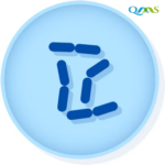 Proteus vulgaris derived from ATCC® 6380™