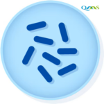 Corynebacterium diphtheriae derived from ATCC® 13812™