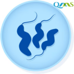 Vibrio parahaemolyticus derived from ATCC® 17802™